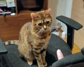Pussy loves to jump on your fingers .... Piston play