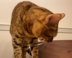Pussy licks it happily when I offer it to her ........ If you want to give it to her, please leave a